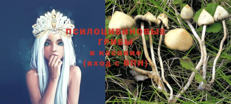 Псилоцибиновые грибы Psilocybe  кракен зеркало  Городец 